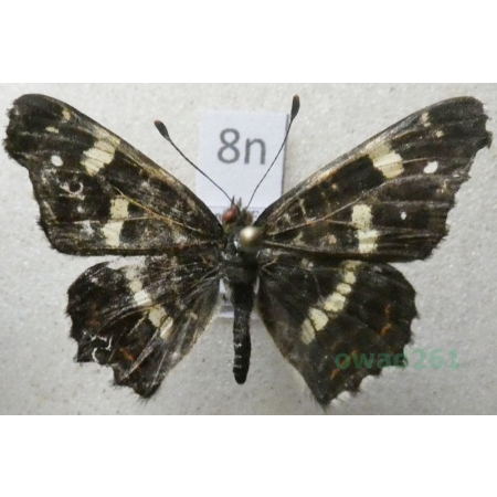 Araschnia levana (Linnaeus, 1758) male form Rusałka kratkowiec Poland8n